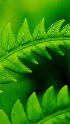 绿叶植物护眼清新高清手机壁纸-390kb
