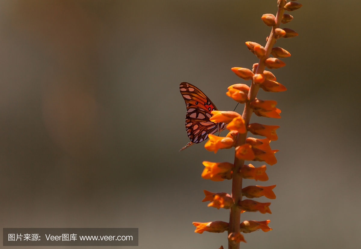 海湾豹纹蝶,海湾豹斑蝶,帕拉圭,巴拉圭的