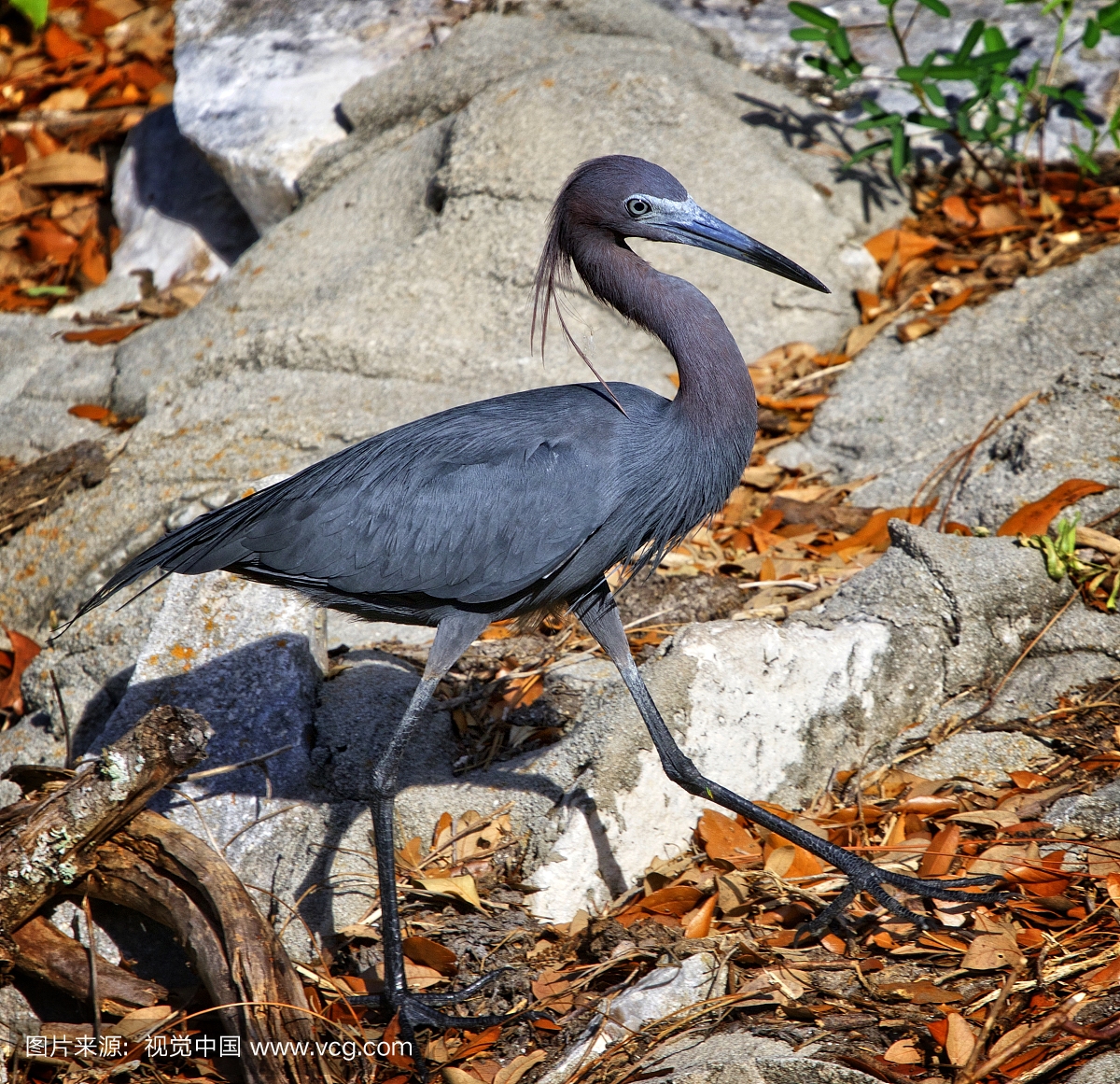 Strolling little blue heron