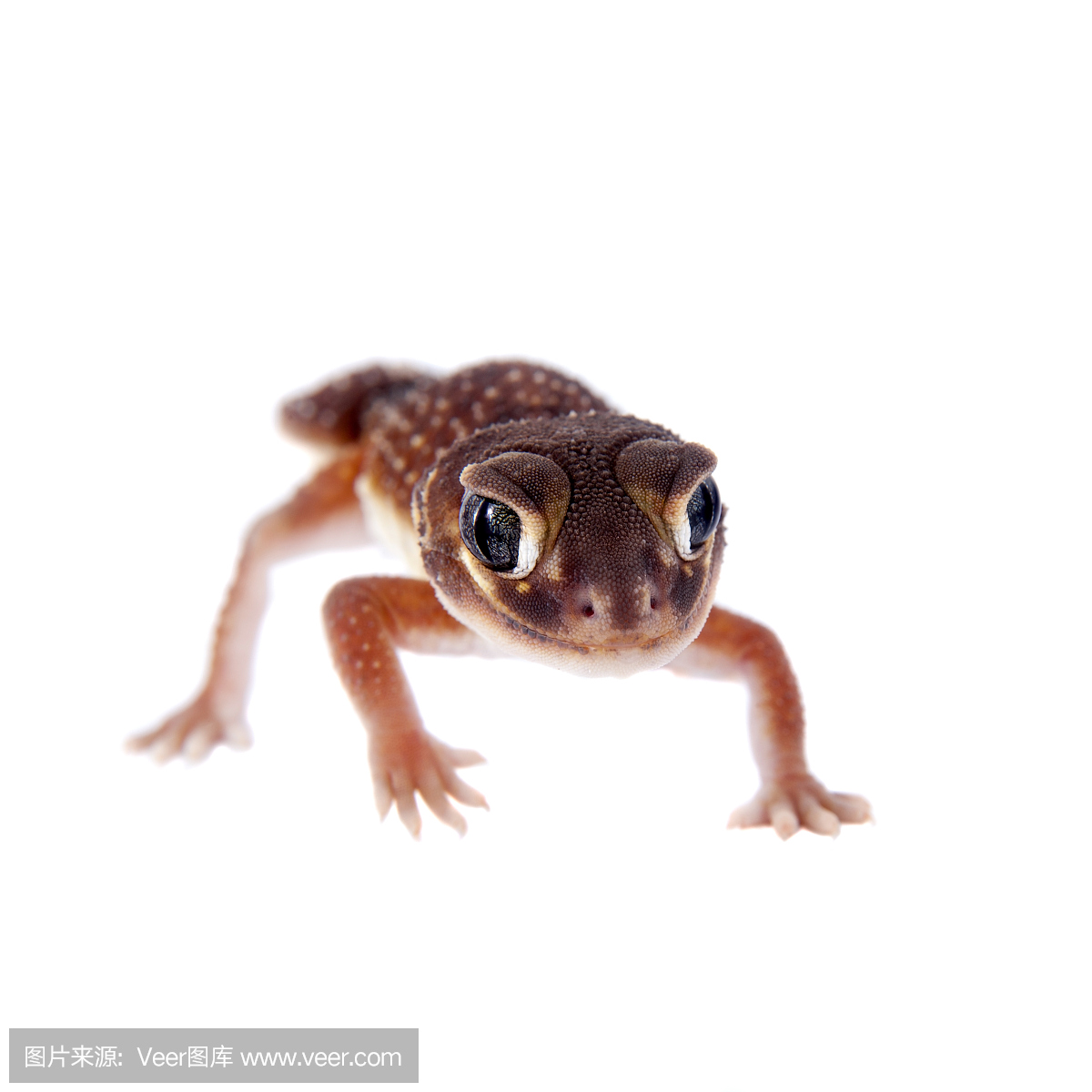 爬虫学,爬虫类,壁虎,守宫