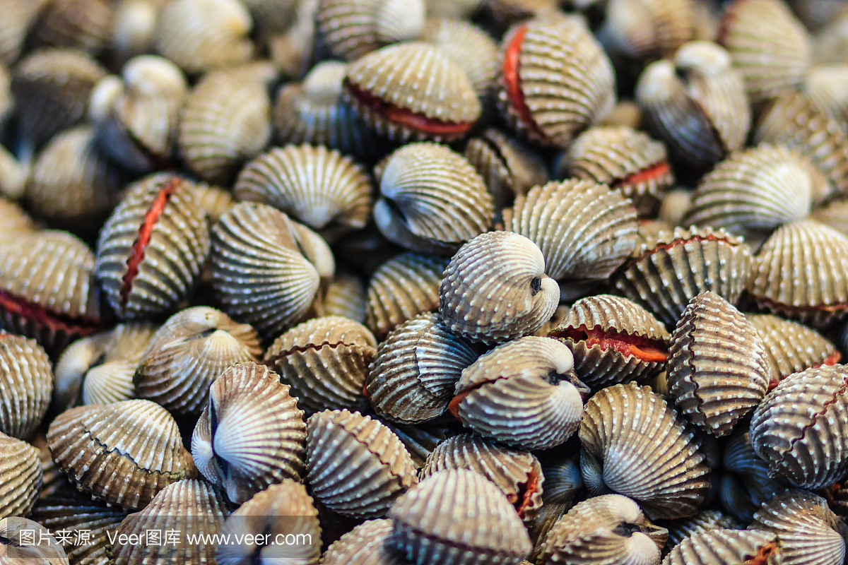 海蛤,蛤蜊,扇贝,双壳类