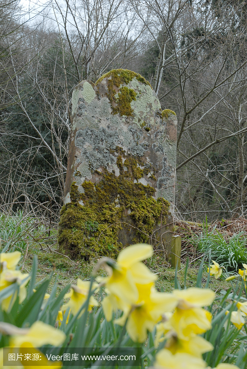 古英语墓碑与前景水仙花
