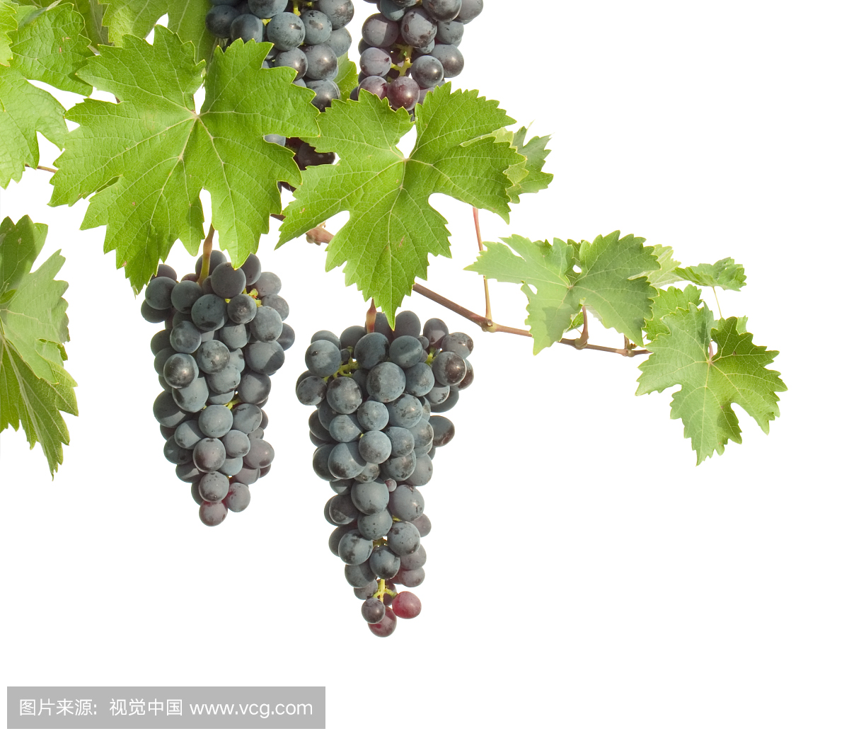 葡萄,酿红酒用葡萄,葡萄粒,葡陶