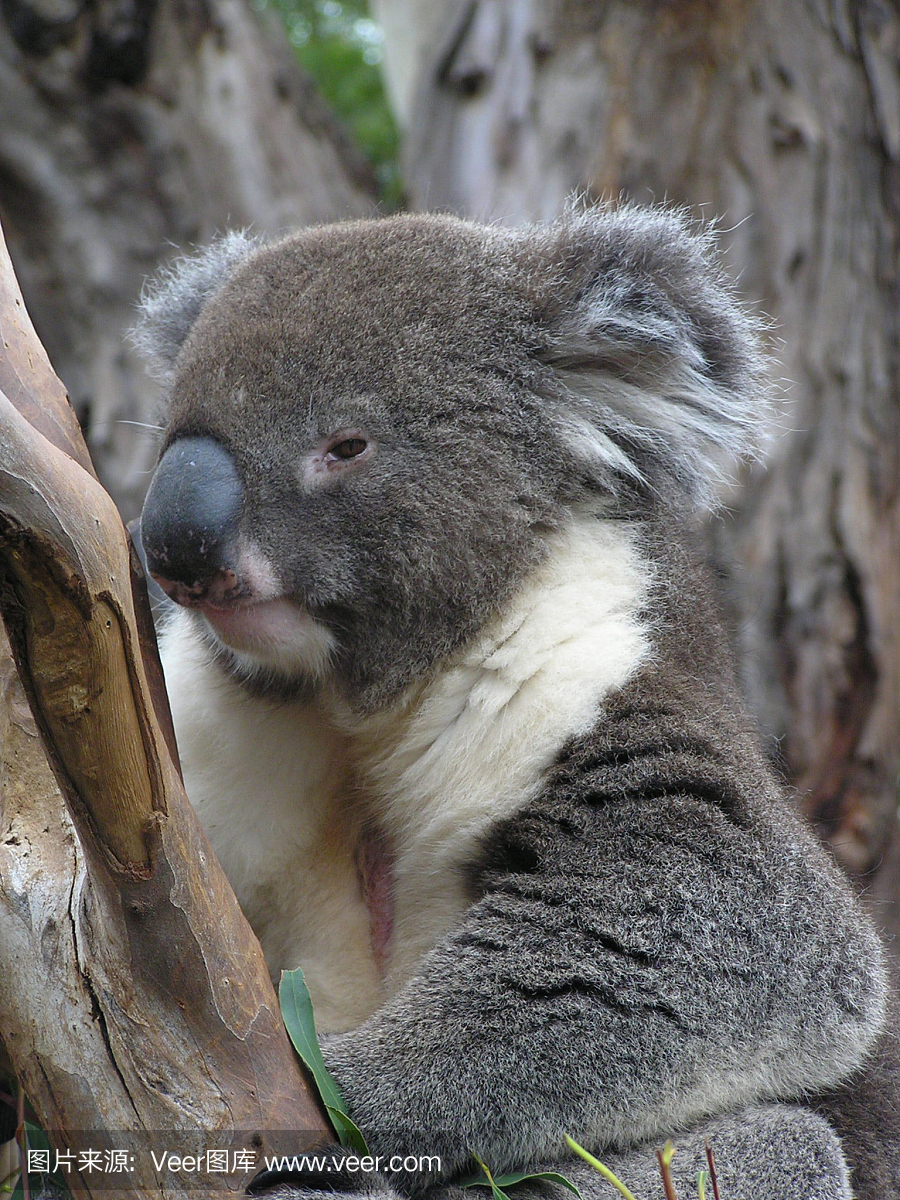 有袋亚纲,有袋动物,有袋动物的,袋类动物,桉树