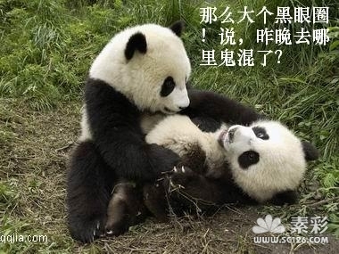 金馆长熊猫搞笑图片_金馆长熊猫搞笑图片图片大全