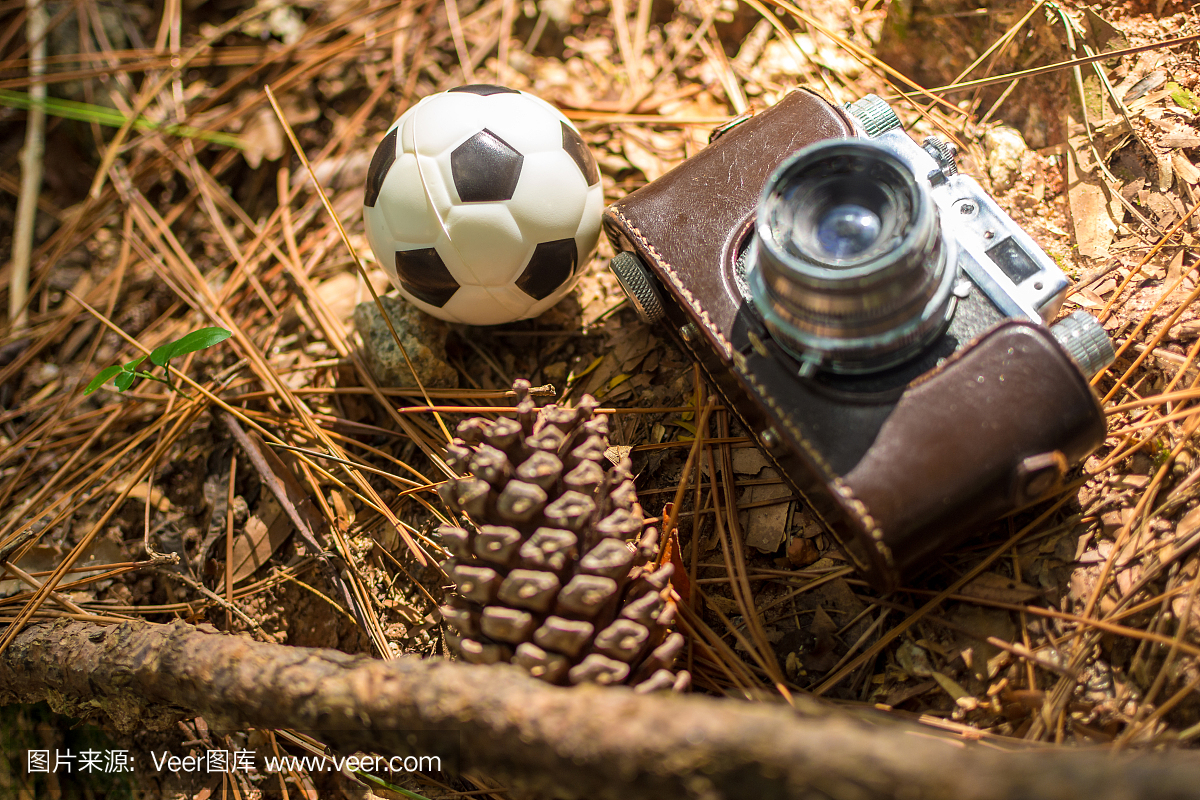 松果,松球,松树种子,模拟设备