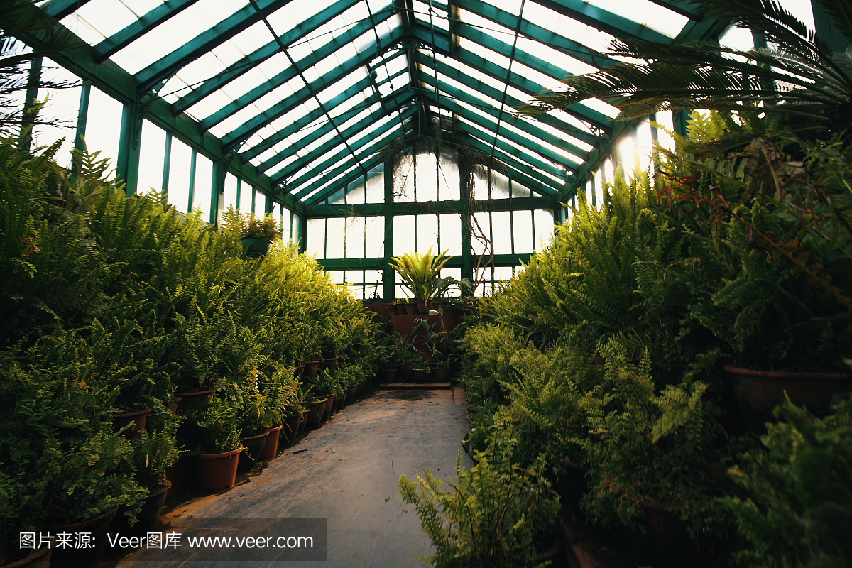 百家乐官网链接昆明设施农业大手笔招商引领花卉种植新潮流