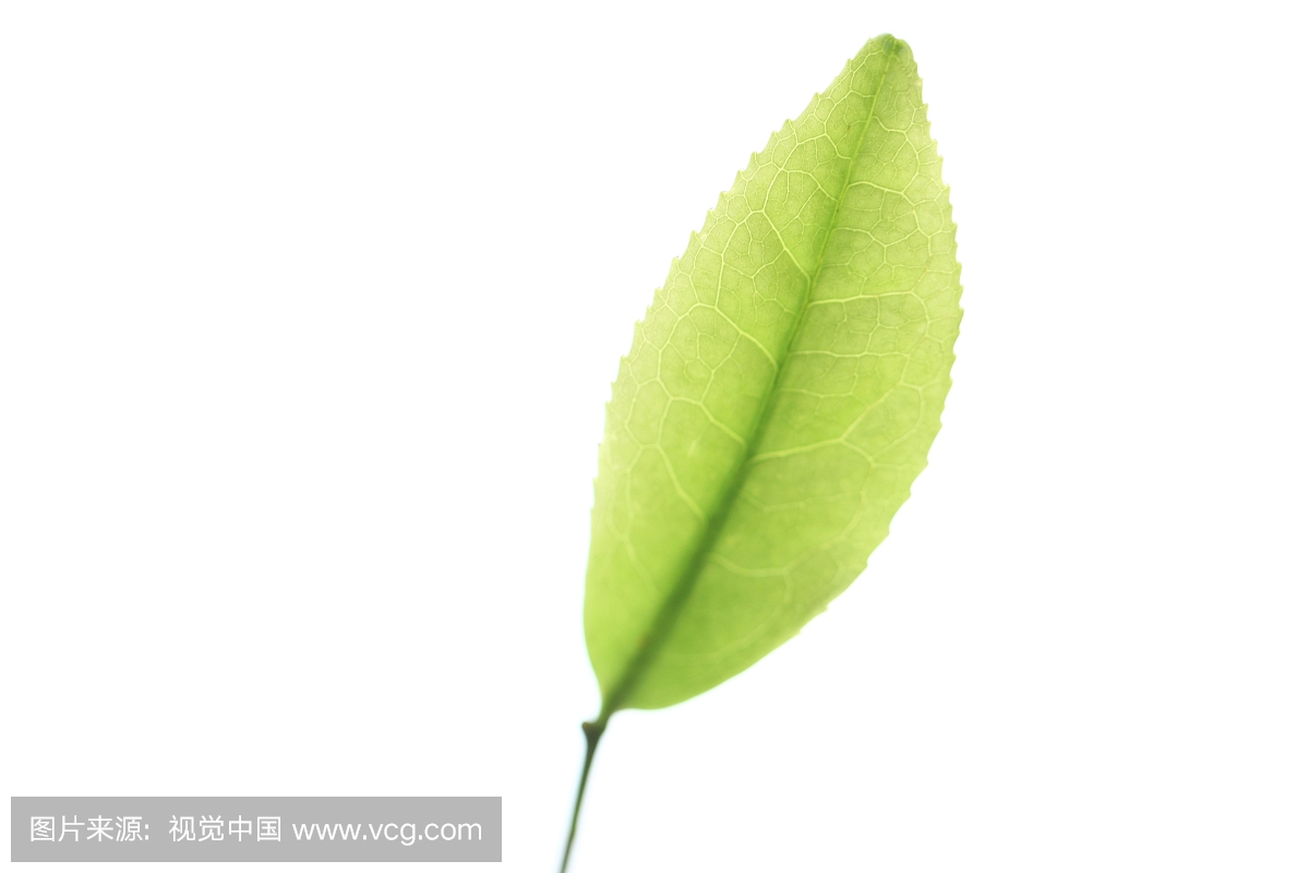 叶子,主题,户外,水平画幅