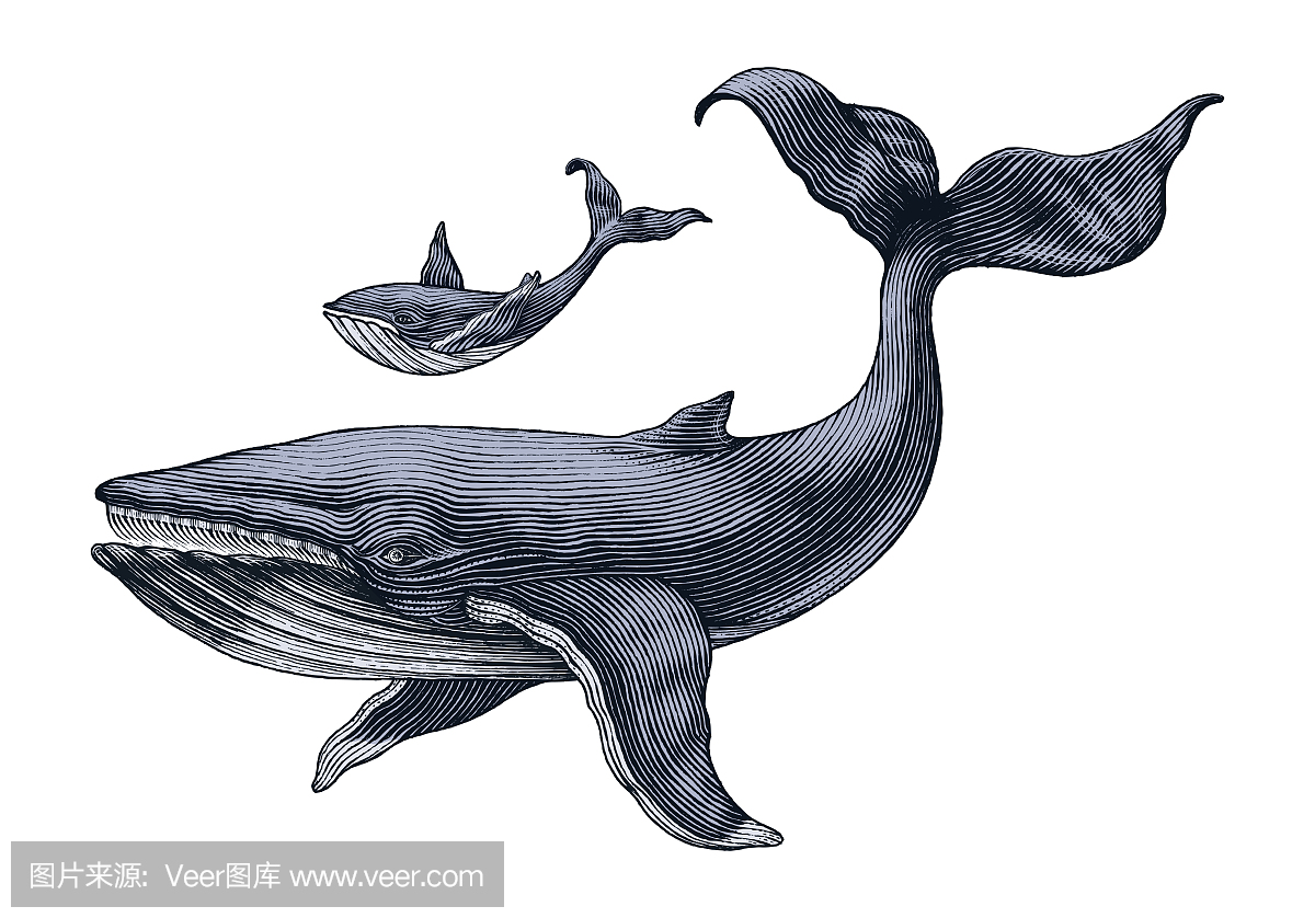 大鲸鱼和小鲸鱼手绘图复古雕刻插图
