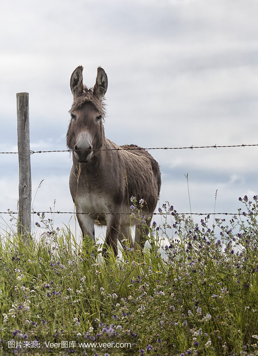 嘶叫,叫声,驴叫声,紫花苜蓿