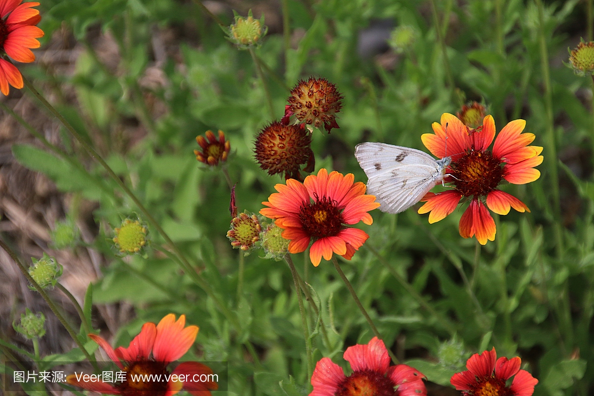 白蝴蝶 - 拉雷多,德克萨斯州
