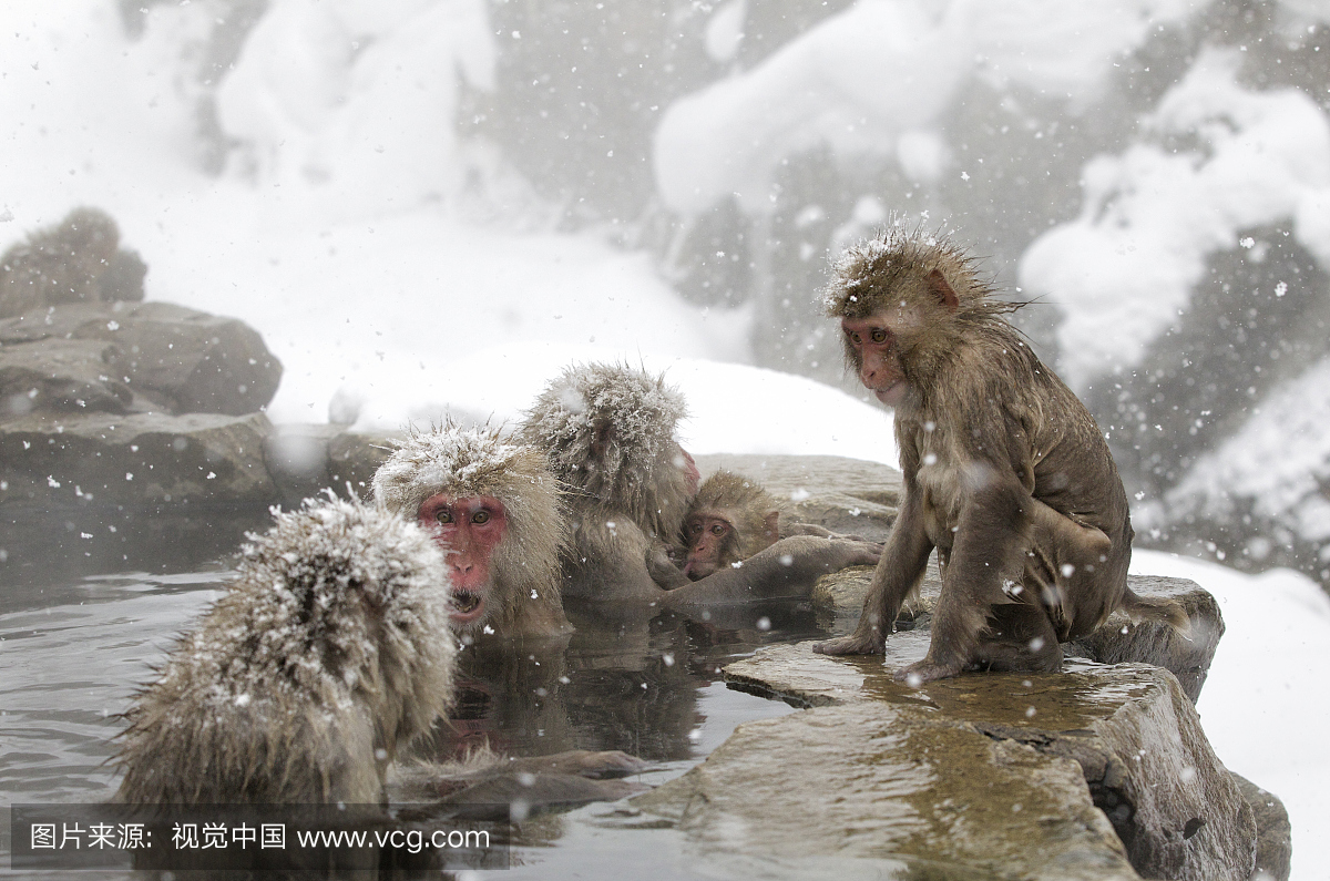 日本猕猴(Macaca fuscata)女性聚集在温泉的一