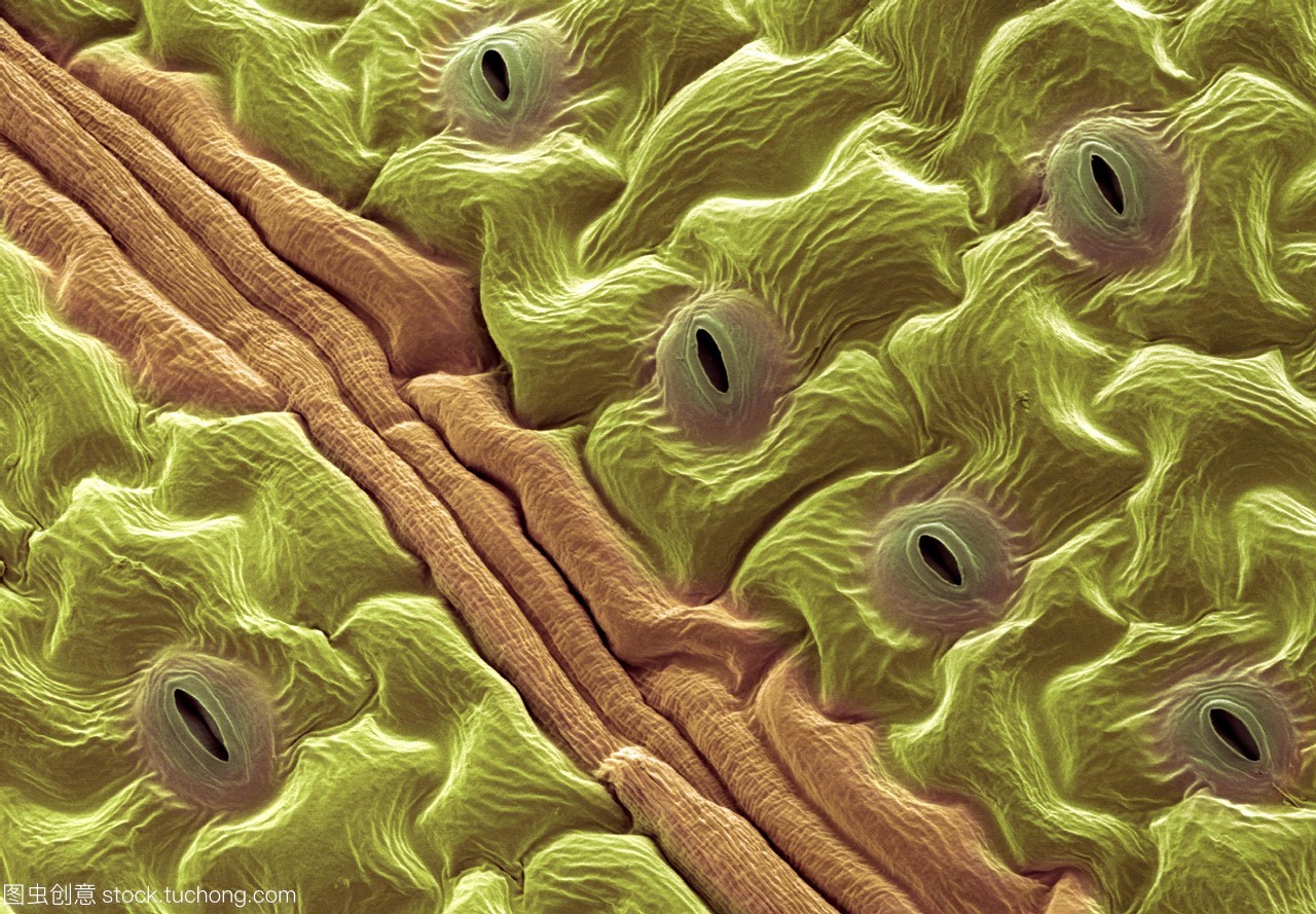 叶肉叶结构表皮细胞植物细胞3D模型 - TurboSquid 1069564