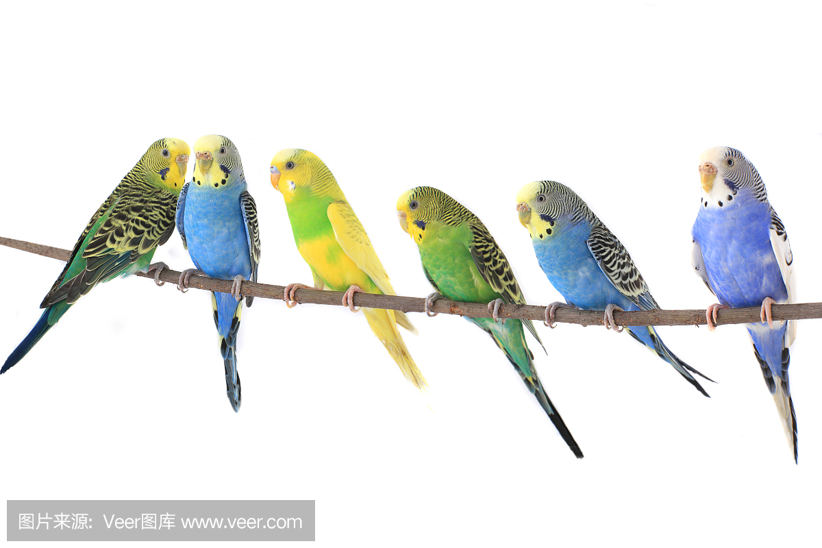 鹦鹉玩具,澳洲长尾小虎皮,相思鹦鹉,中等动物群教材版小小鹦鹉发明家大象v鹦鹉图片