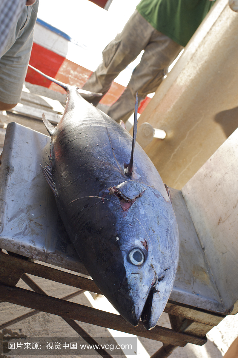 局没收之前被非法流网捕鱼捕获的蓝鳍金枪鱼(