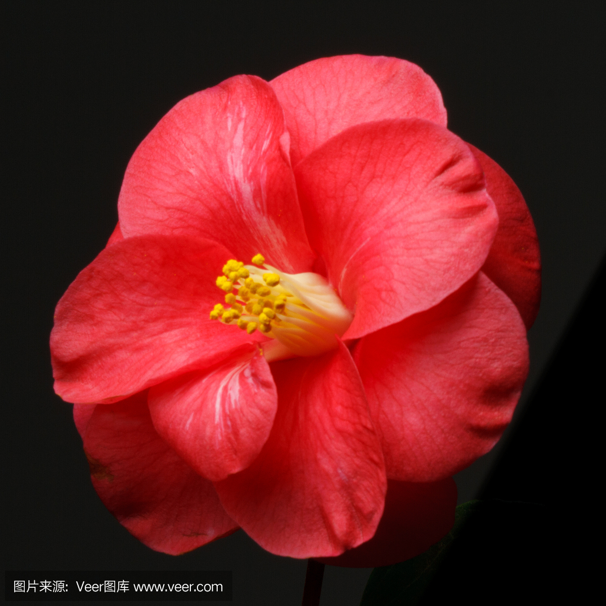 美,茶花,图像,特写