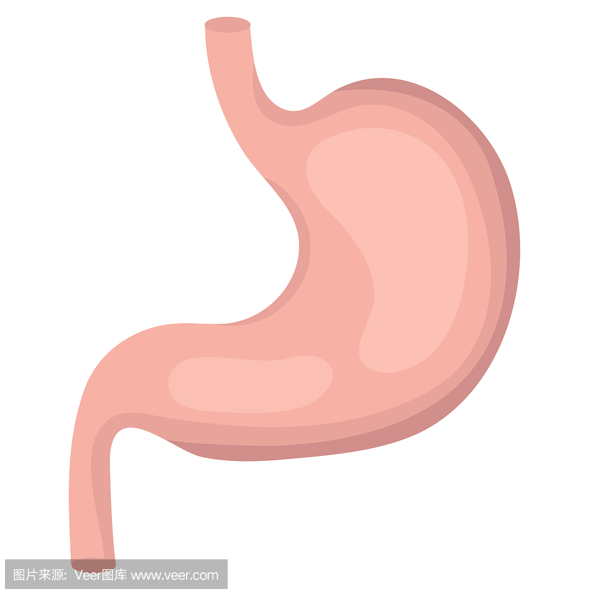 Stomach icon, flat style. Internal organs of the h