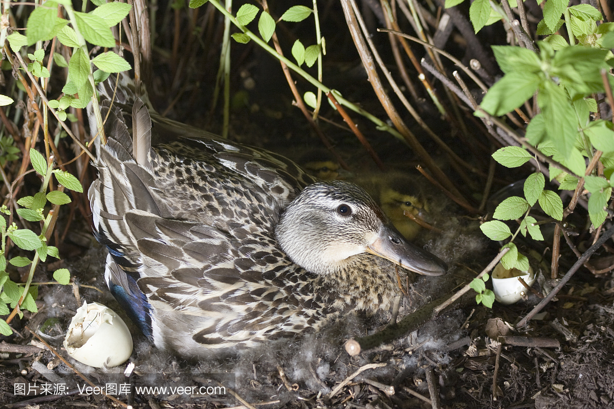 鸭子在她的巢与小鸭子