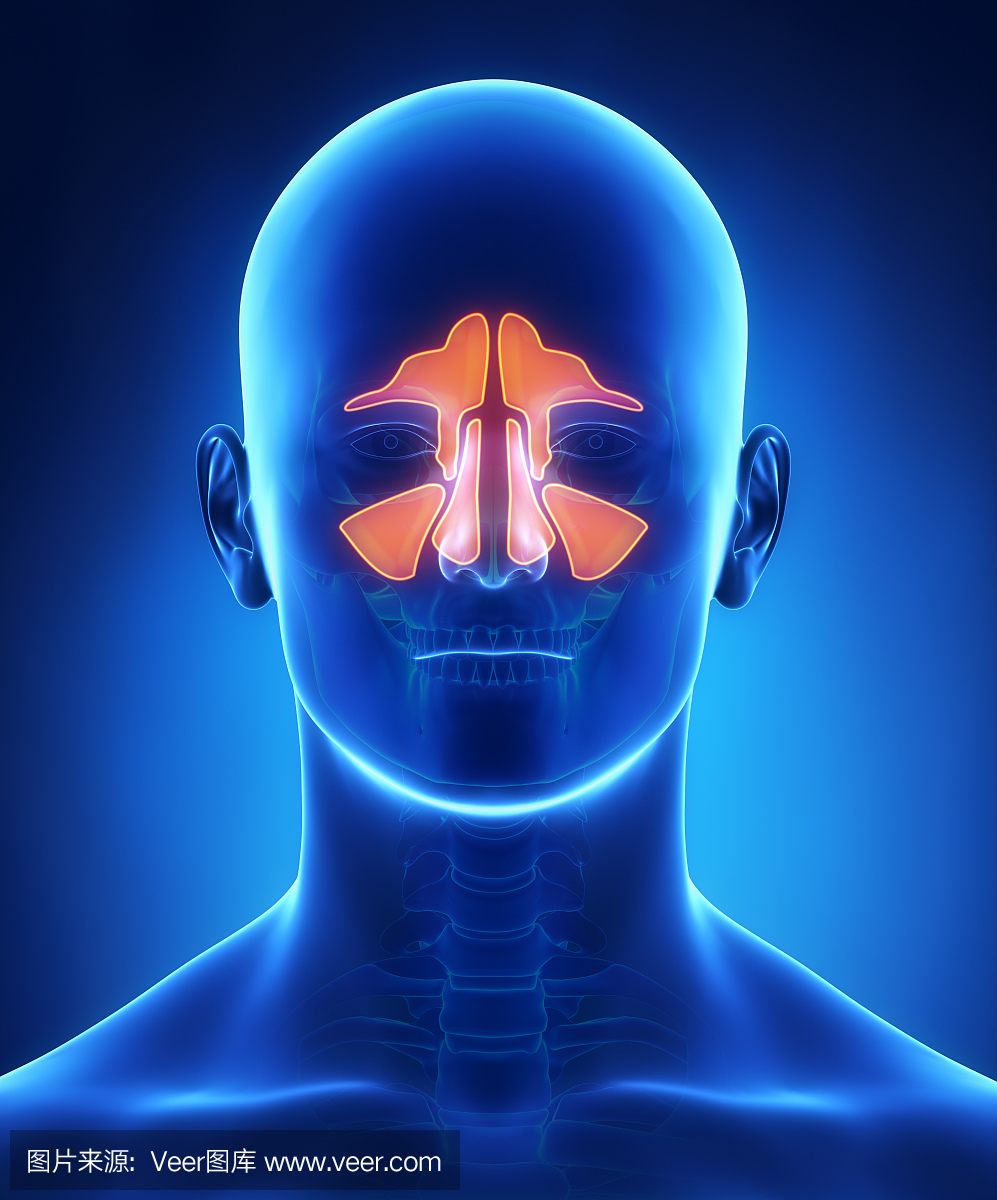 鼻窦解剖正面视图