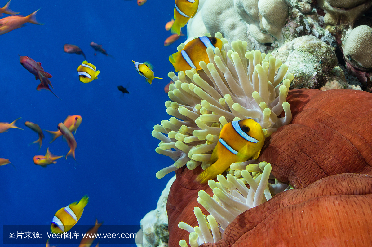 奶嘴海葵,双带海葵,有两条带的小丑鱼,银莲花