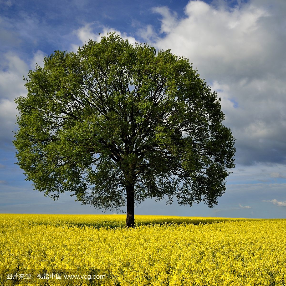 孤独的树在油菜籽领域