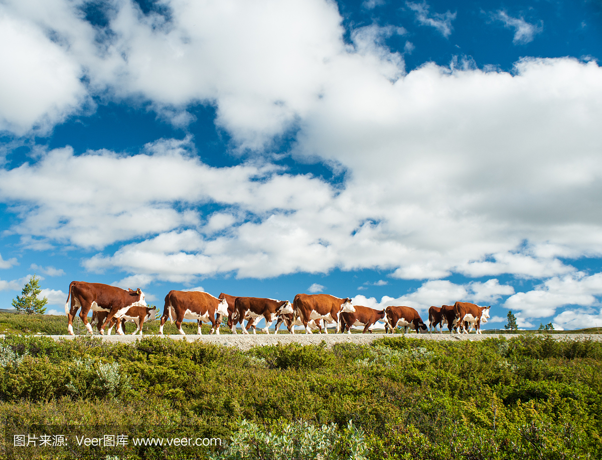 家牛,家养牛,母牛,大型母兽