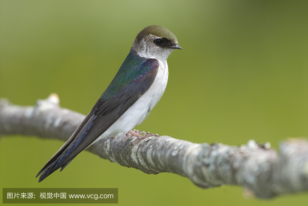燕子,燕,小燕子,北美歌雀