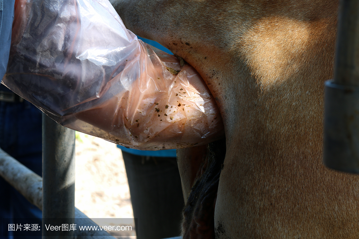 摄影,水平画幅,人工授精,健康保健