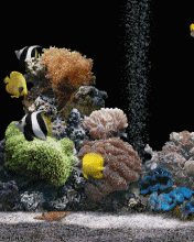 3D水族馆热带鱼动态桌※面壁纸