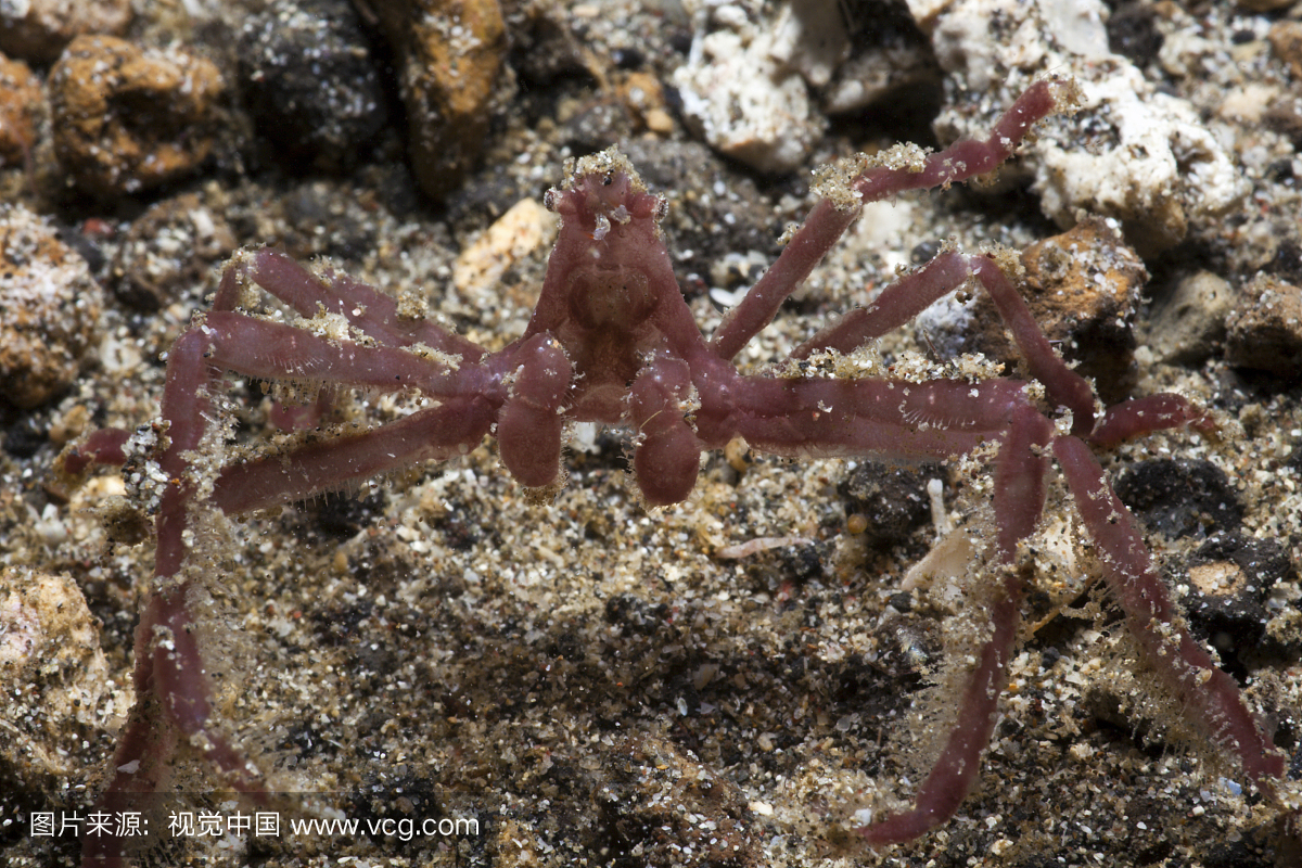 猩猩螃蟹,日本A us,兰布海峡,印度尼西亚苏拉威