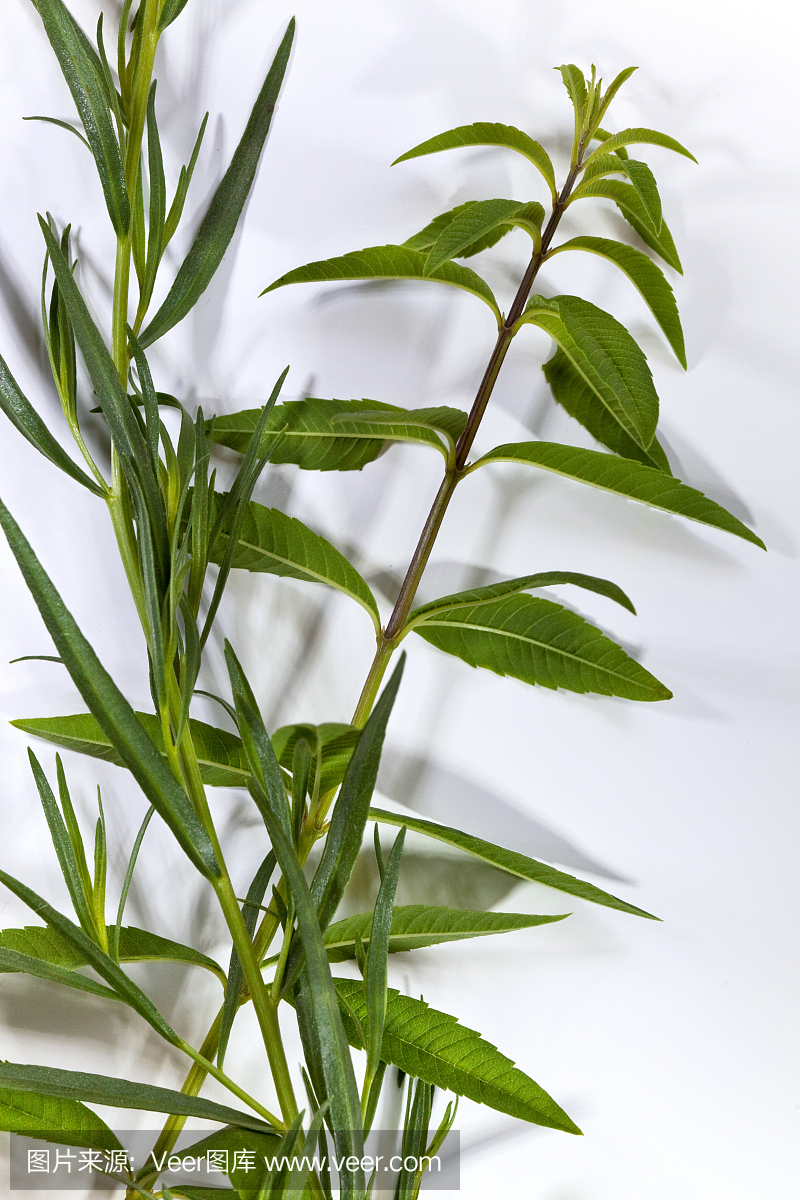 防臭木,油鞭草属,龙蒿,龙艾