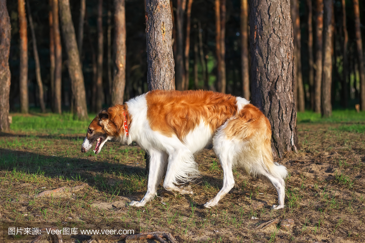 苏俄牧羊犬,苏俄猎狼犬,俄罗斯牧羊犬,俄罗斯猎