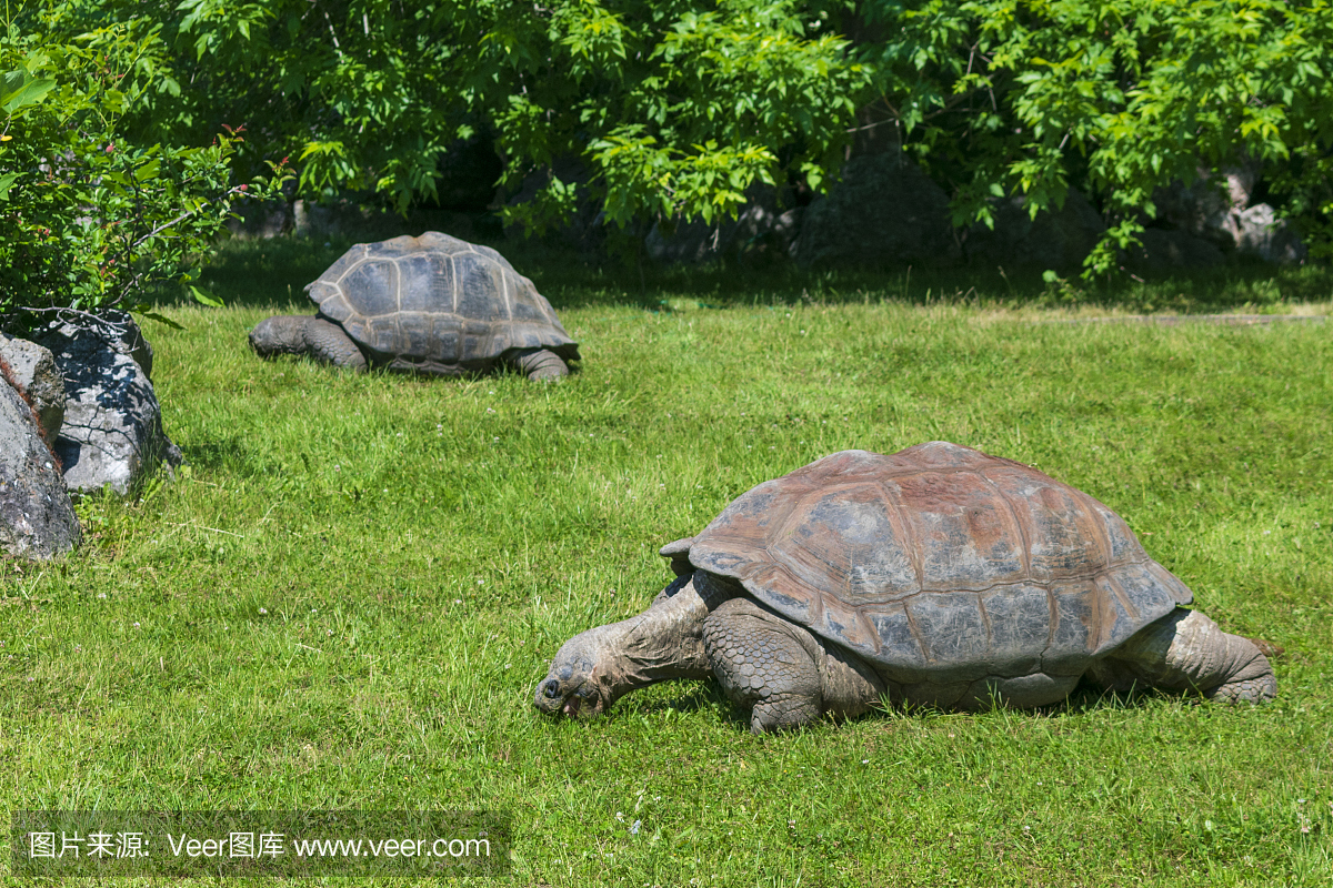 两个大草龟在草坪上吃绿草