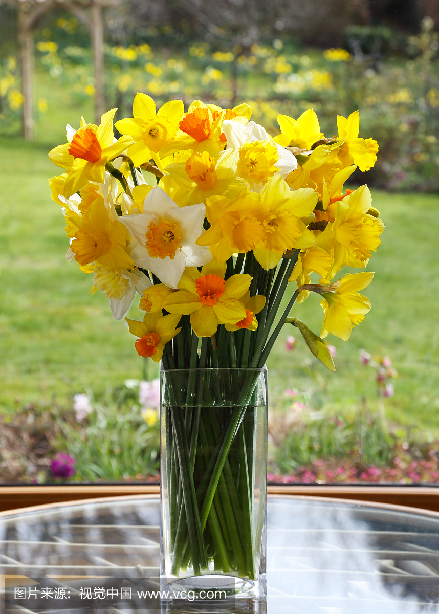花瓶中新鲜的水仙花和英文春季花园。