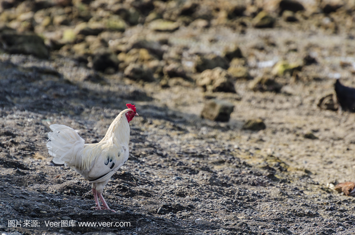 嗄嗄声,蛙叫,鸦叫,小鸭子