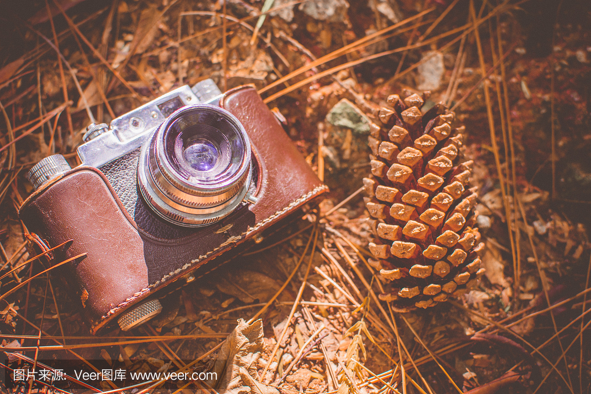 松果,松树种子,松球,模拟设备