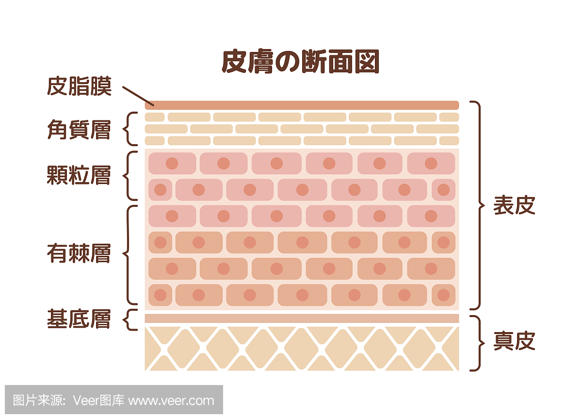 人体皮肤插图层(日本)