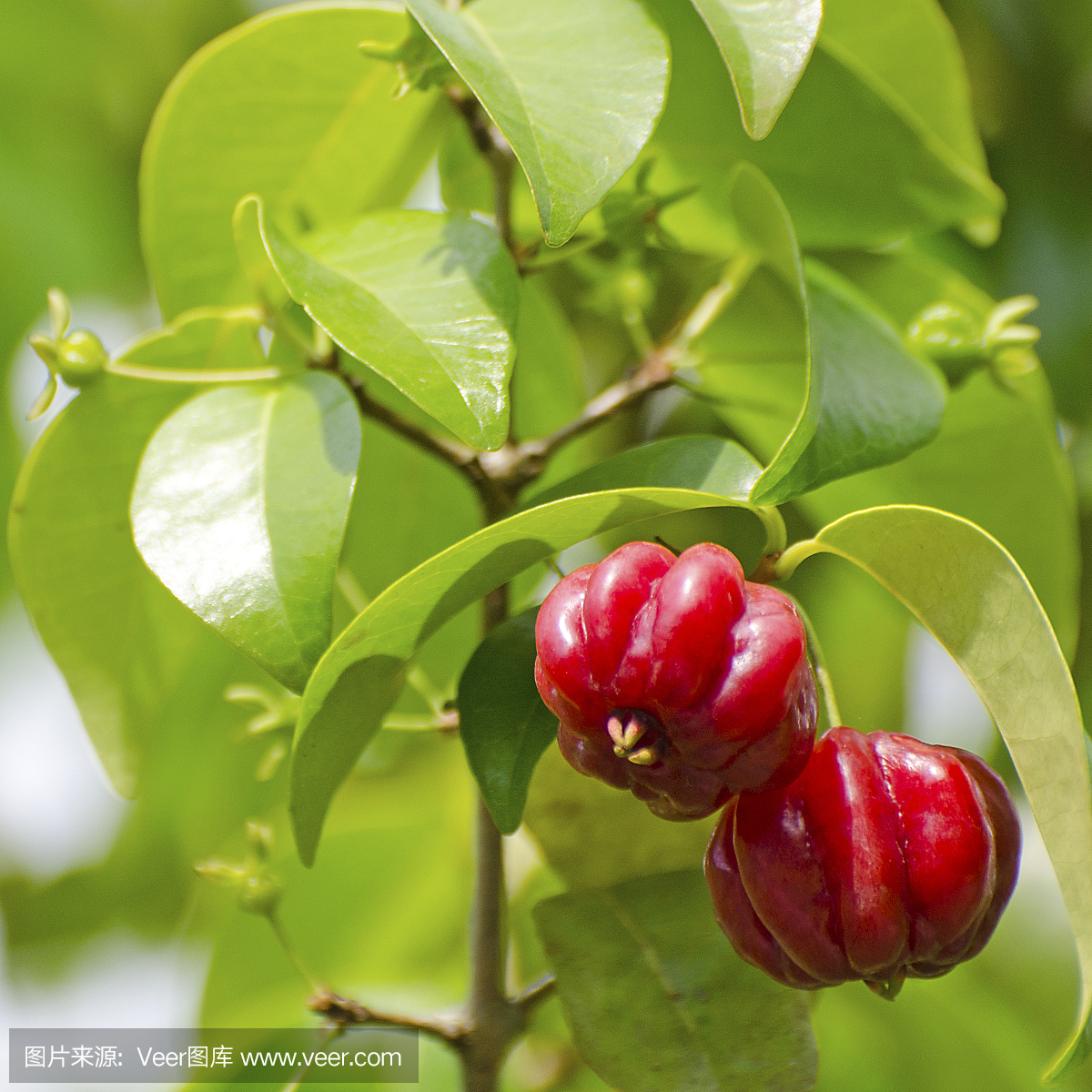 苏里南,苏里南的,荷属圭亚那,荷兰属圭亚那