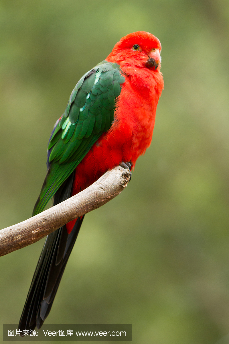 王鹦鹉,澳洲王鹦鹉,垂直画幅,野生动物