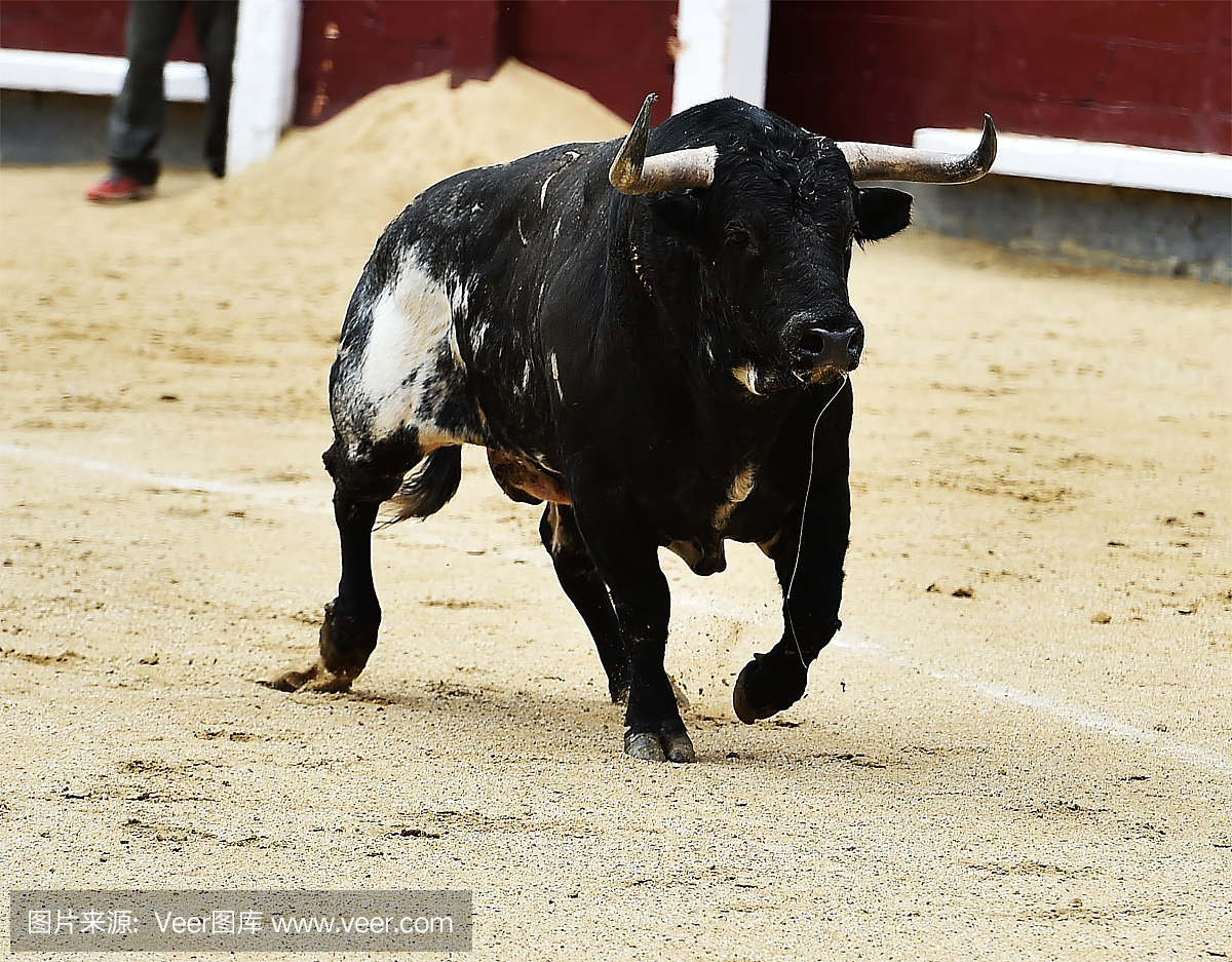 斗牛比赛,斗牛赛,斗牛,西班牙斗牛