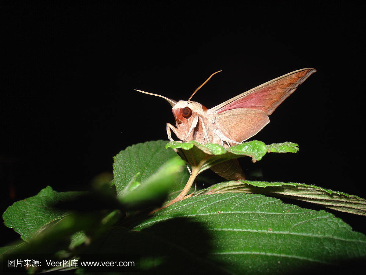 月神蛾,长尾水青蛾,摄影,触角