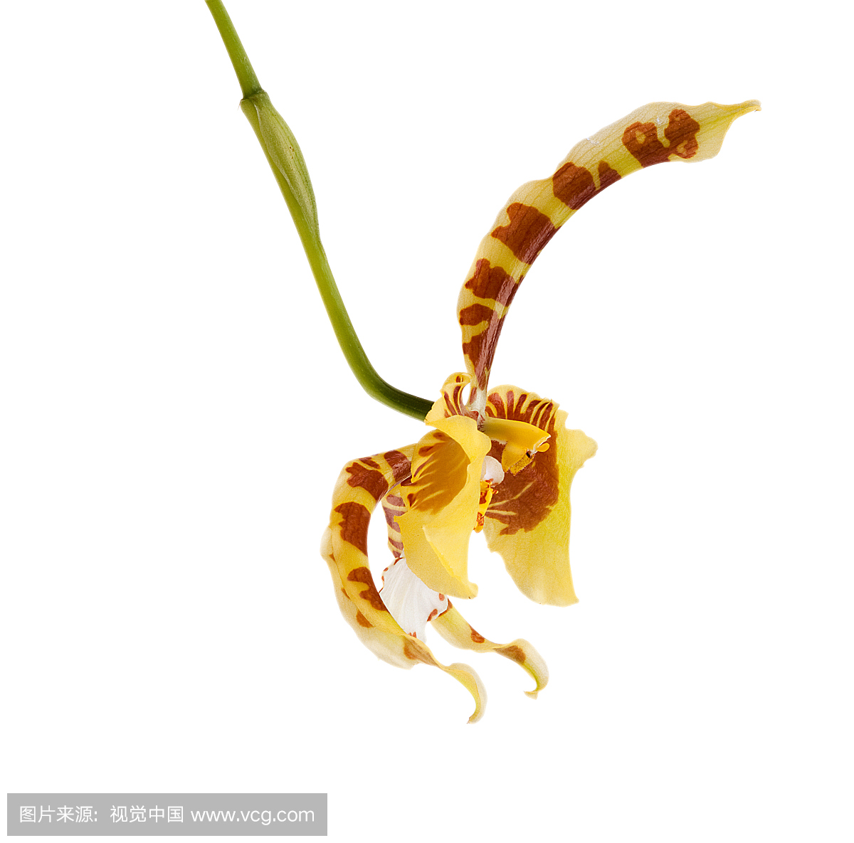 背景分离,扣像,裁剪路径,扣图