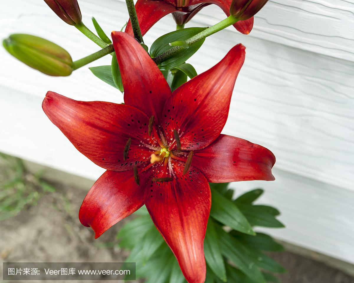 在夏天的阳光下,红百合的绽放