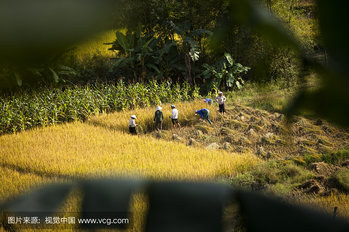 妇女在收获季节在稻田工作