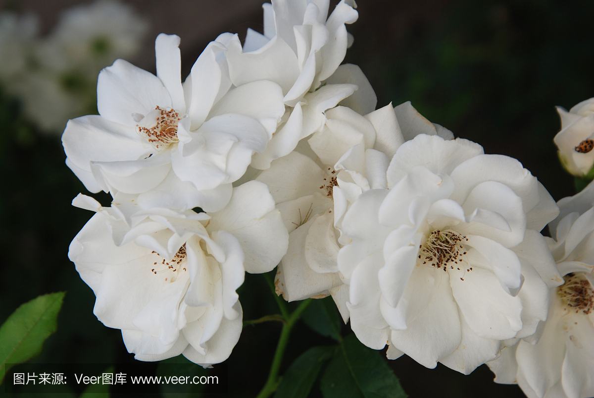 白玫瑰鲜花关闭束花园花夏季时间