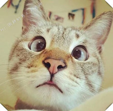 女生头像 男生头像 萌宠 喵星人 汪星人 兔子 可-17kb