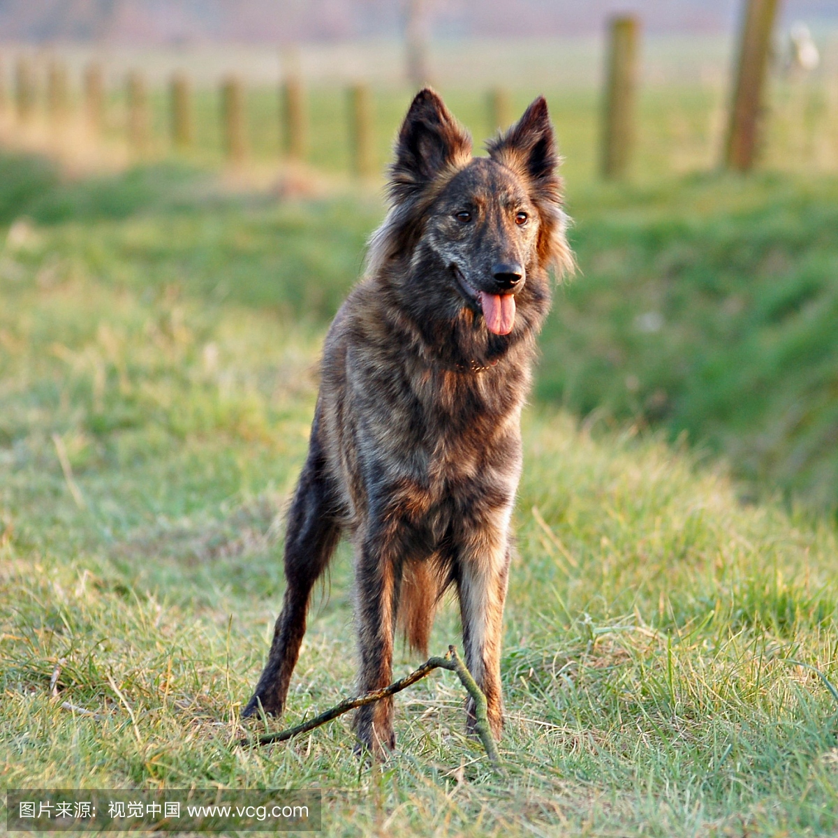 荷兰,荷兰共和国,荷兰风情,牧羊犬