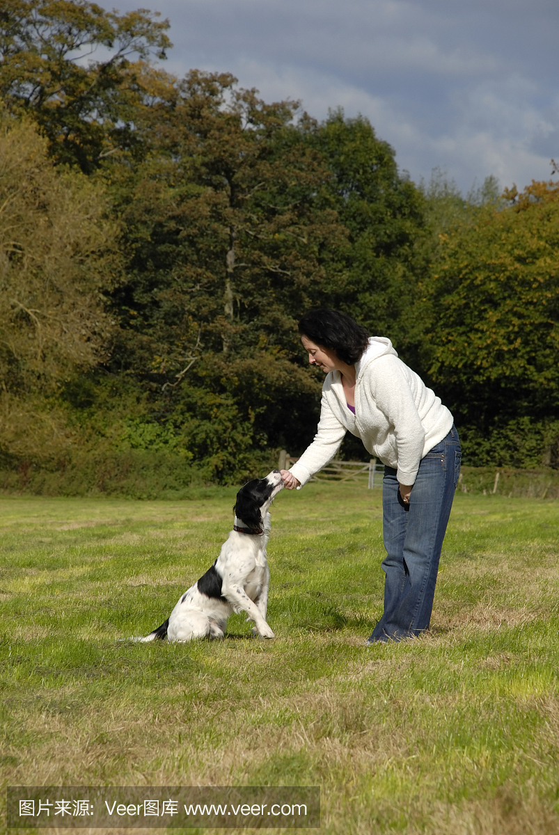 英语斯普林格犬被训练