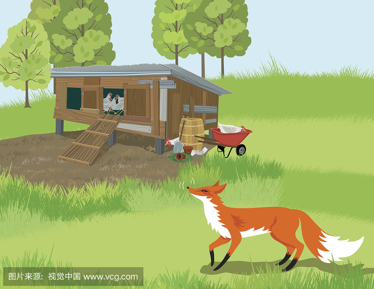 狐狸寻找一只鸡追捕