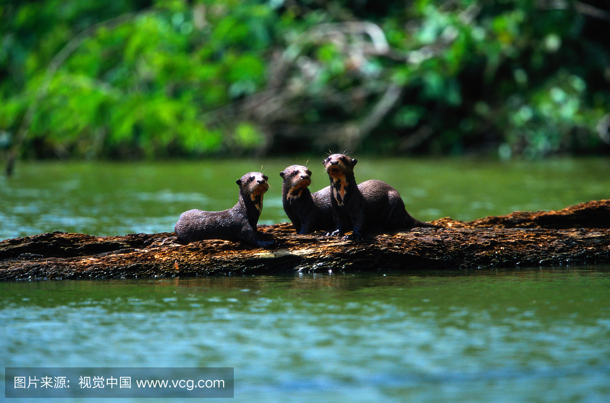 南美,美洲南部,水獭,水濑属